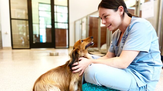 Animal Clinic of Windermere